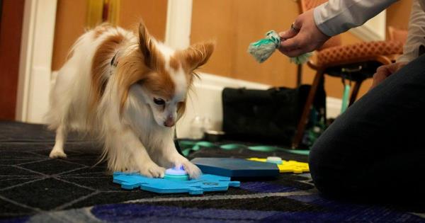 2023年消费电子展最佳作品：犬类交流和镇定枕头
