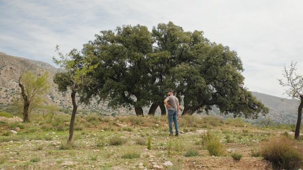 Fernando Bautista looks at an ancient Spanish juniper