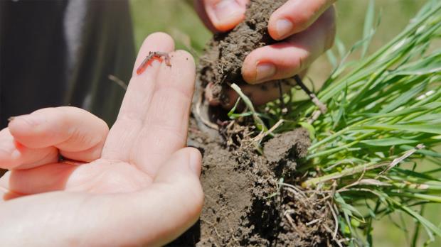 An earthworm.