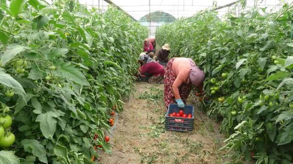 Ministry to provide smart agriculture training to farmers