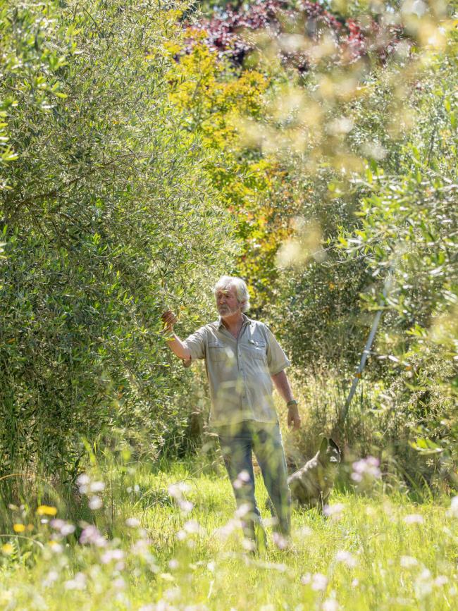 Paul Bellomo, checks on an orchard of Taggiasca olive trees on his 6-acre ranch off Occidental Road in Sebastopol June 21, 2023.  The estate grown olives are pressed and sold at the family store, Il Fusti, in the Barlow in downtown Sebastopol. Chad Surmick / The Press Democrat)