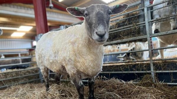 Fiona is now in the care of Dalscone Farm Fun in Dumfries. Pic: Dalscone Farm Fun