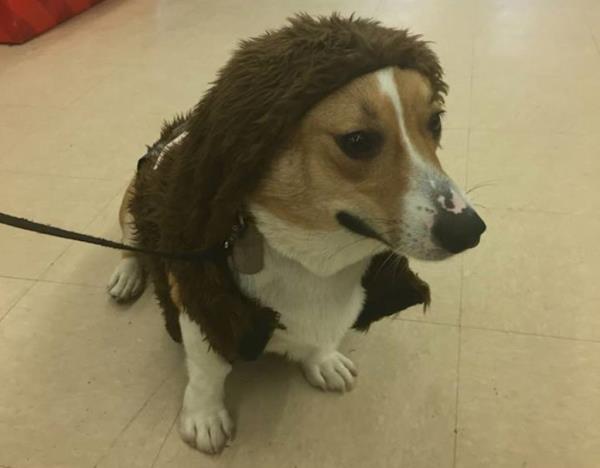 corgi in suit
