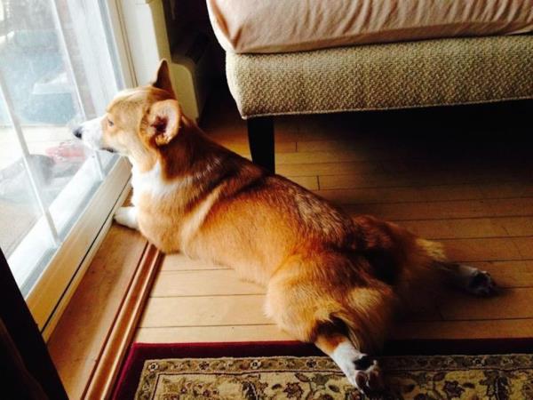 corgi driving car photo