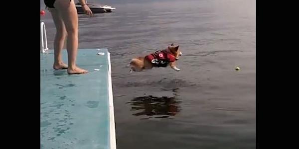 corgi does superman 