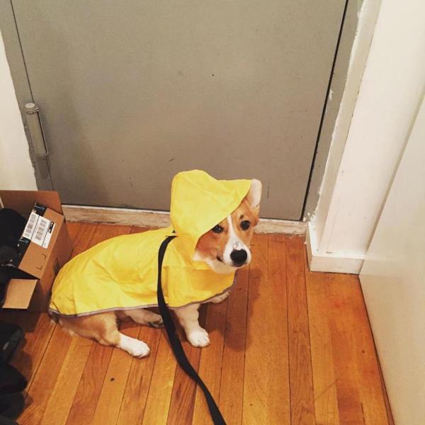 red and brown corgi