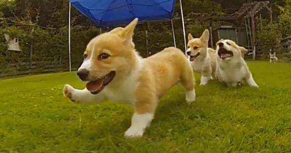 corgi guilt