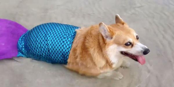baby corgi barks at pumpkin in viral video.