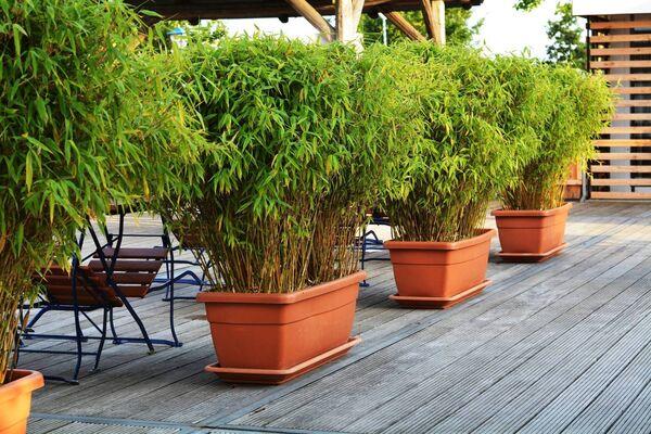 The bamboo plant. 