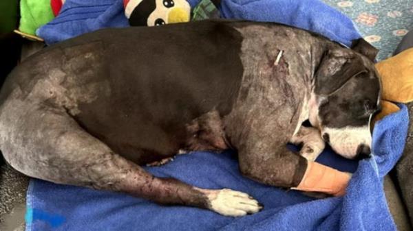 Shelby following the attack. Picture: Nine