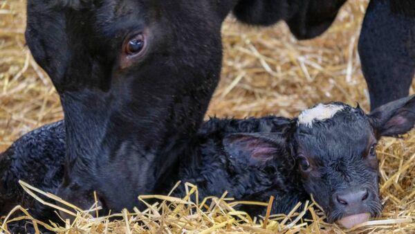 Heifer hygiene is extremely im<em></em>portant for mastitis control