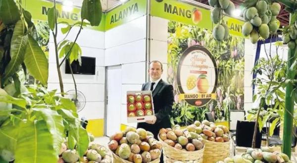 A grower working hard to make Turkish mango global brand