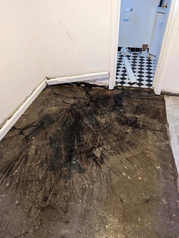 “It’s probably something you need to get a structural engineer to look at.” Credit: Facebook / Australia & New Zealand Fungus Identification.