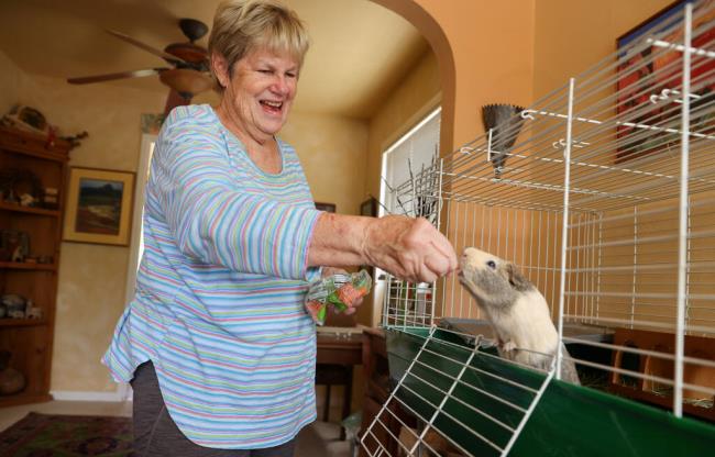 Sho<em></em>nnie Brown feeds a carrot to her guinea pig, Possum, in Healdsburg on Friday, June 9, 2023.  (Christopher Chung/The Press Democrat)